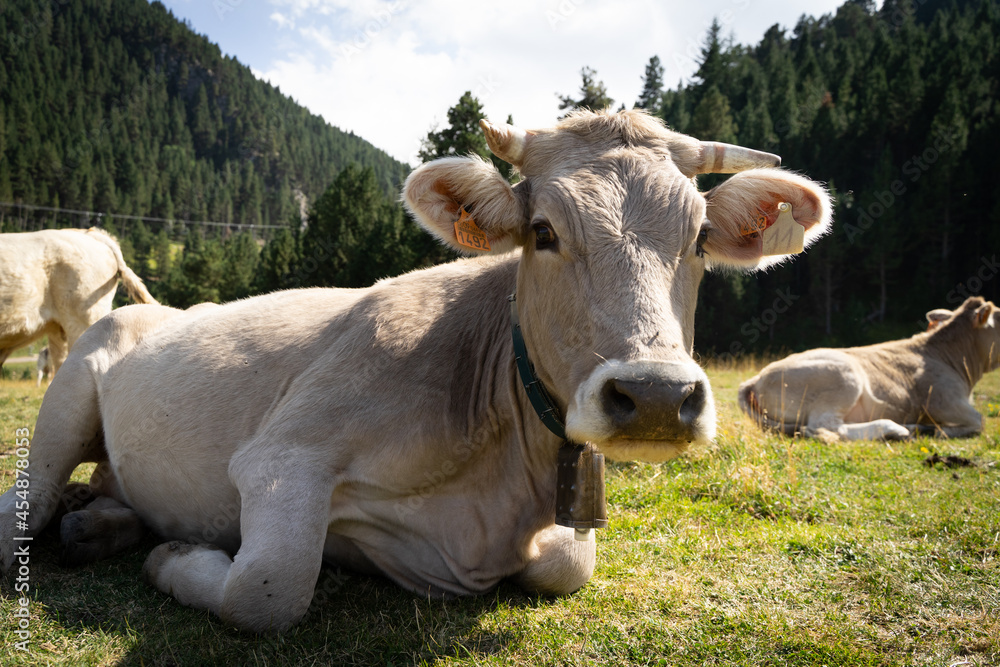 el ganado pasta en el prado