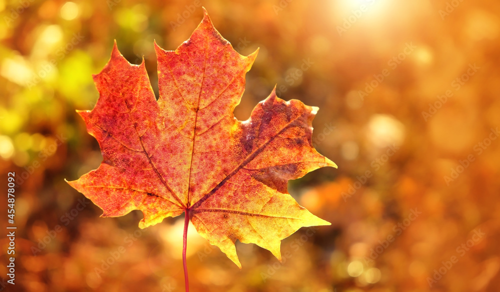 bright natural background with red maple leaf macro. symbol of autumn season. Fall time concept