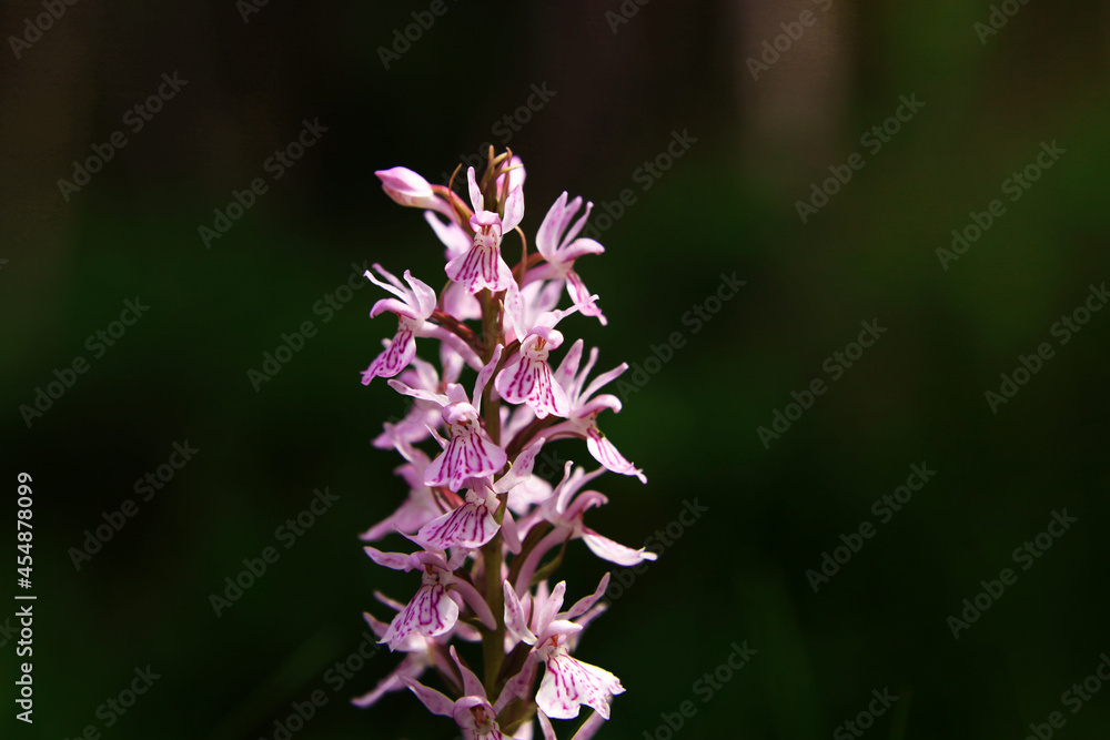 Purple flower on a background of natural vegetation, macro. Purple flower on a background of natural vegetation, macro.