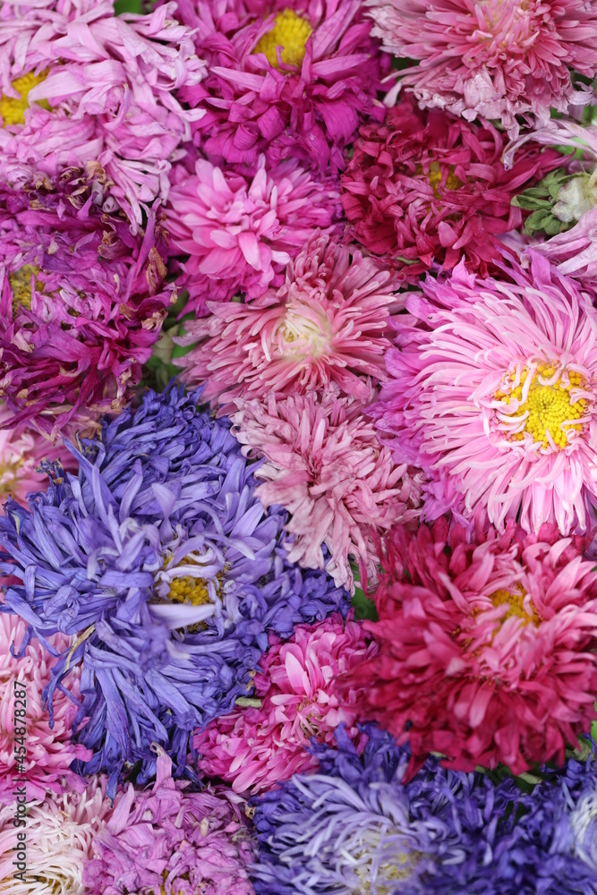 Brightly coloured Chinese Asters for background Brightly coloured Chinese Asters for background
