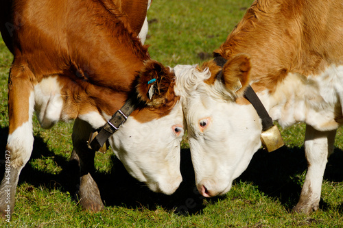 two friendly cows on the alpine meadow in the Alps of the Gramai Alm region in Austria