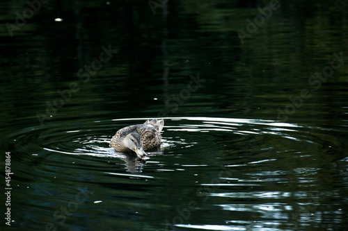 A duck floats on a surface of water. Detail of a duck drinks from a pond.