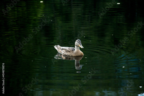 Cute duck floats on a surface of water.
