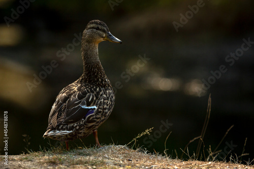 A duck posing like a professional model while standing by the river.