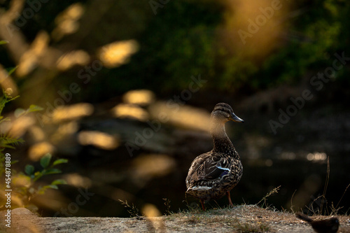 A duck posing like a professional model while standing by the river.