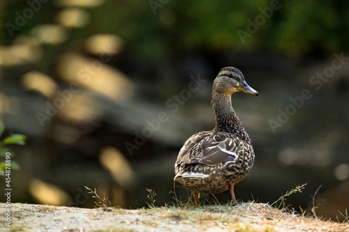 A duck  curiously watching at the camera