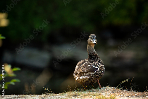 A duck posing and curiously watching towards the camera.