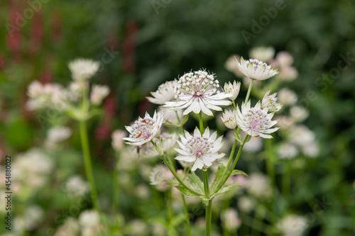 Close up of astrantia flowers in bloom photo