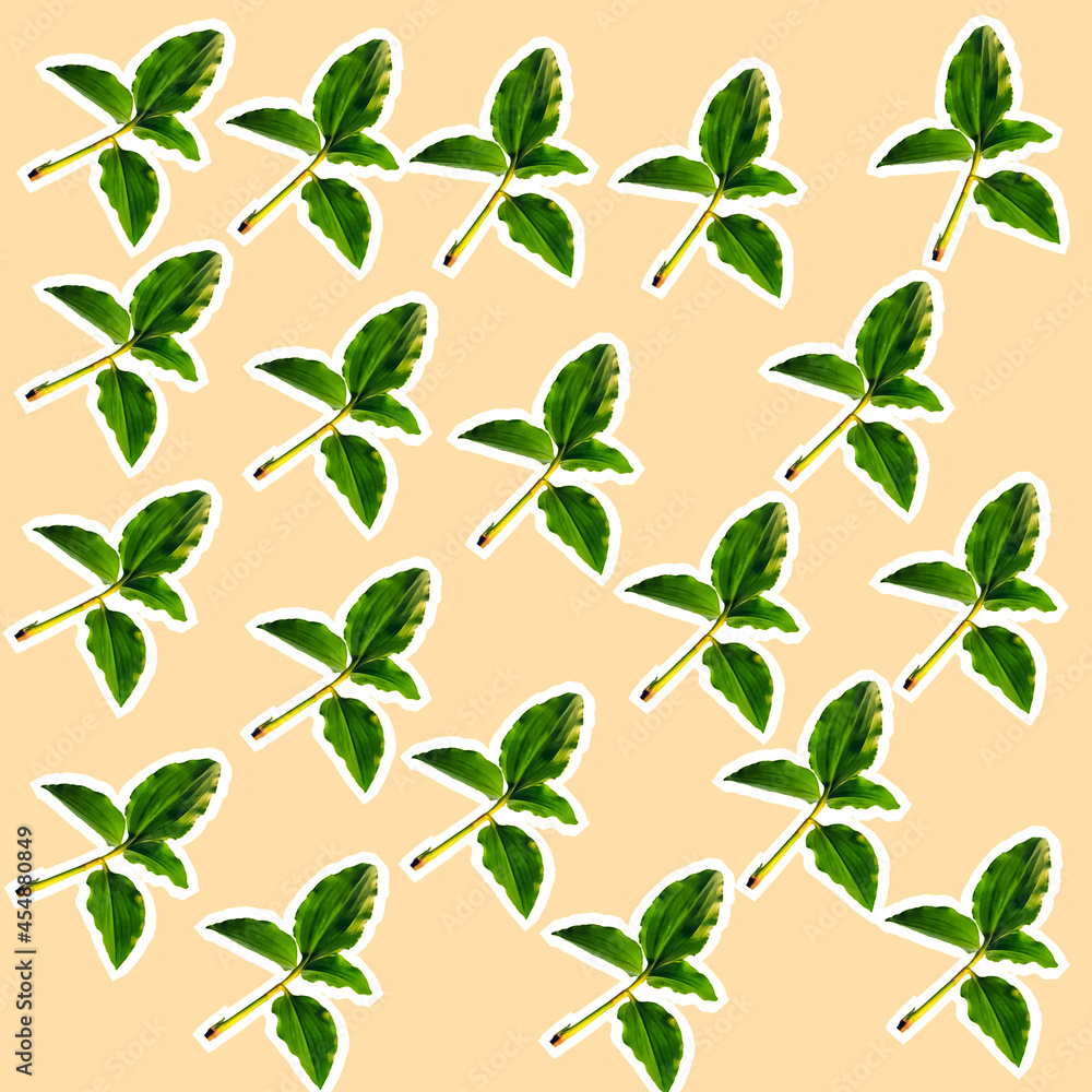A commelina benghalensis plants pattern