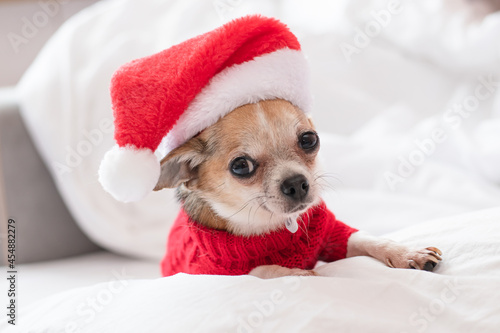 A small chihuahua dog lies on a white bed in a red sweater and Santa Claus hat on New Years Eve. Dressed up puppy for Christmas ready to make a present.