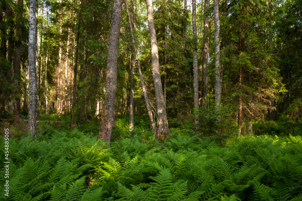 An Estonian old-growth forest with lush ferns during a summer evening. An Estonian old-growth forest with lush ferns during a summer evening.
