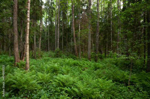 An Estonian old-growth forest with lush ferns during a summer evening.