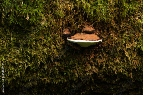 A bracket fungus called the Bear bread, Ganoderma applanatum growing on a dead softwood tree. photo