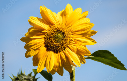 фотографія Sonnenblume Sunspot