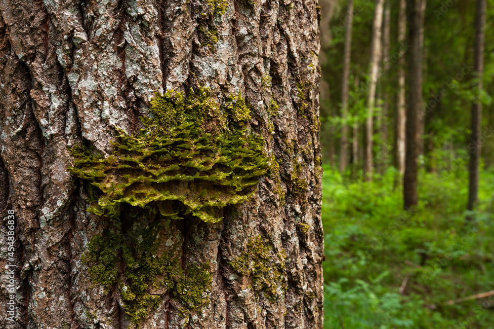 Neckera pennata growing on an Aspen bark in an old-growth forest. Neckera pennata is a species of moss belonging to the family Neckeraceae. Neckera pennata growing on an Aspen bark in an old-growth forest. Neckera pennata is a species of moss belonging to the family Neckeraceae.