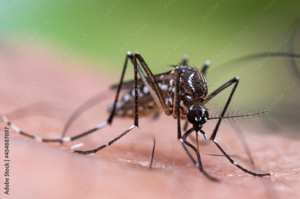 Aedes aegypti Mosquito. Close up a Mosquito sucking human blood, Aedes aegypti Mosquito. Close up a Mosquito sucking human blood,