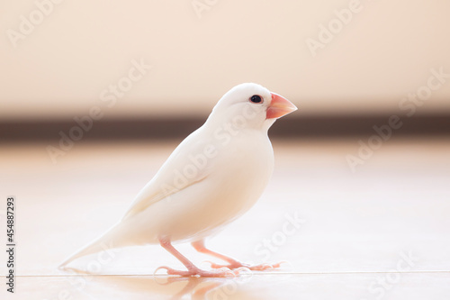 白文鳥のオス