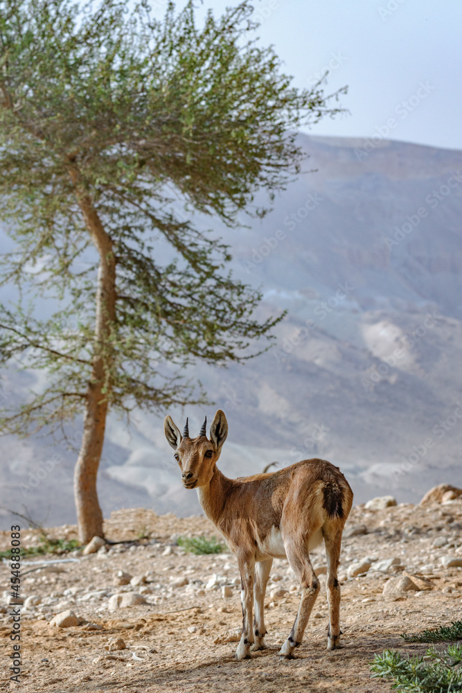 Young Nubian Ibex in the Negev Desert. Young Nubian Ibex in the Negev Desert.