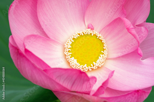 Pink lotus flower head closeup. Blooming time