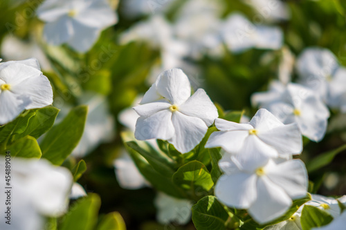 Fototapeta Naklejka Na Ścianę i Meble -  white flowers background