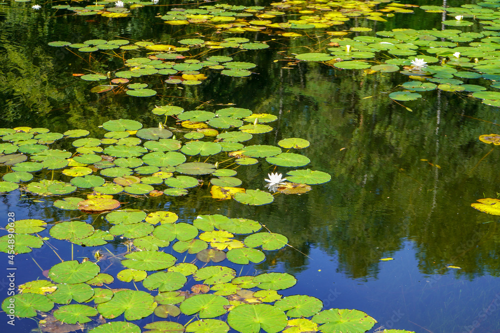 Green lily pads floating on a lake Green lily pads floating on a lake
