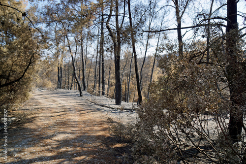 scorched landscape on rhodes island after forest fire