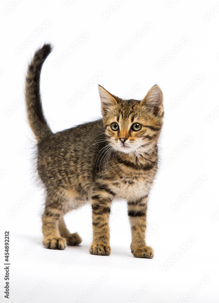 kitten looking on a white background