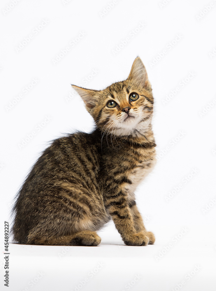 tabby kitten listens with ear on a white background
