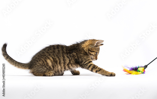 cute kitten is played with a toy on a white background © Happy monkey