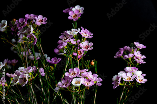 Geraldton Wax (Chamelaucium uncinatum) on the black background  