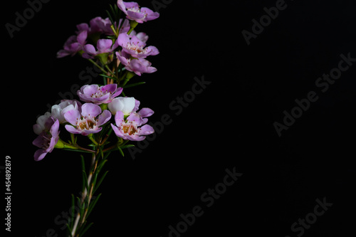 Geraldton Wax (Chamelaucium uncinatum) 