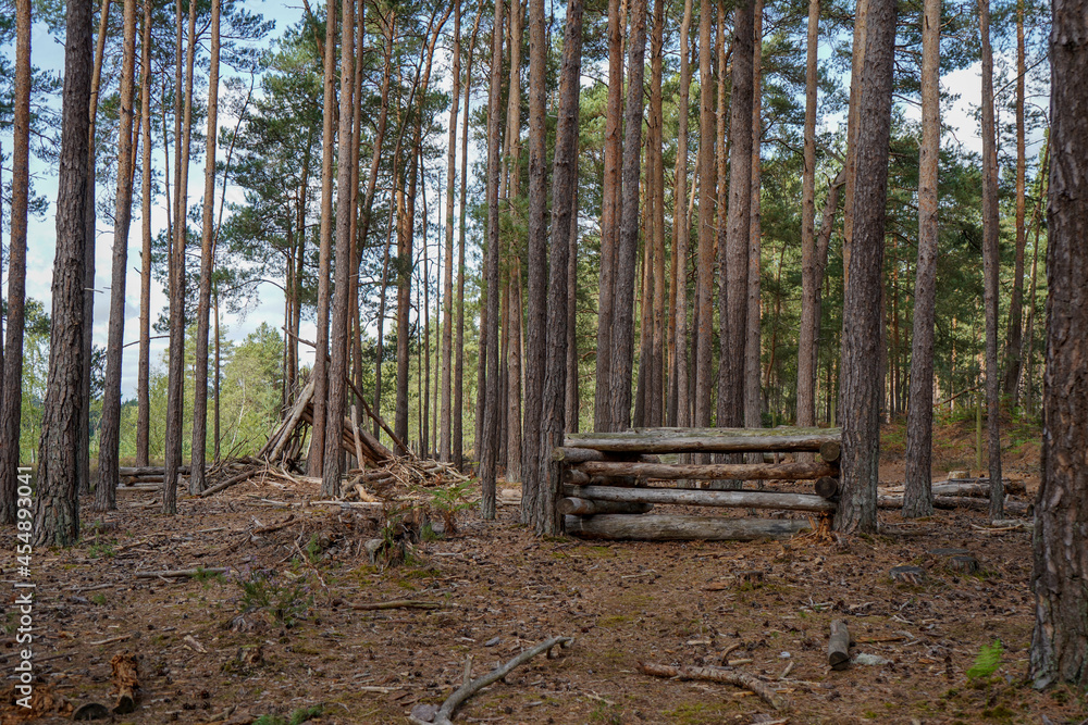 Close up of wooden huts in a pine forest Close up of wooden huts in a pine forest
