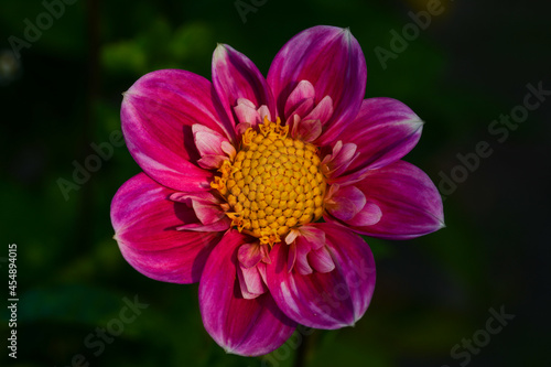 Dahlia