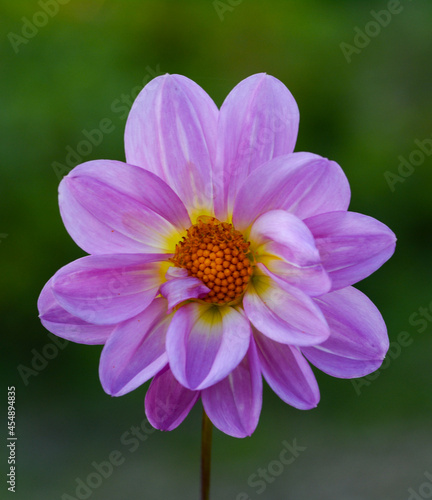 Dahlia