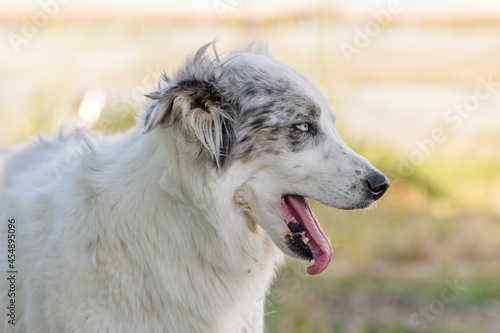 Portrait of a young Pyrenean mountain shepherd dog.