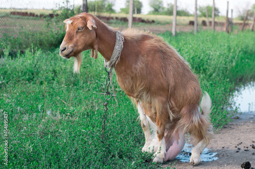 Domestic red goat on village road in countryside pasture feeding on grass