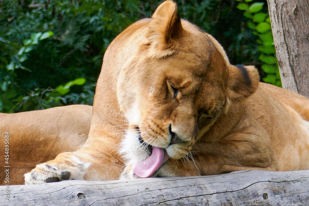Wild African lion in nature. Wild African lion in nature.
