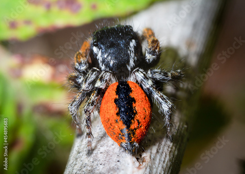 Philaeus chrysops a salticidae spider waits for its prey photo