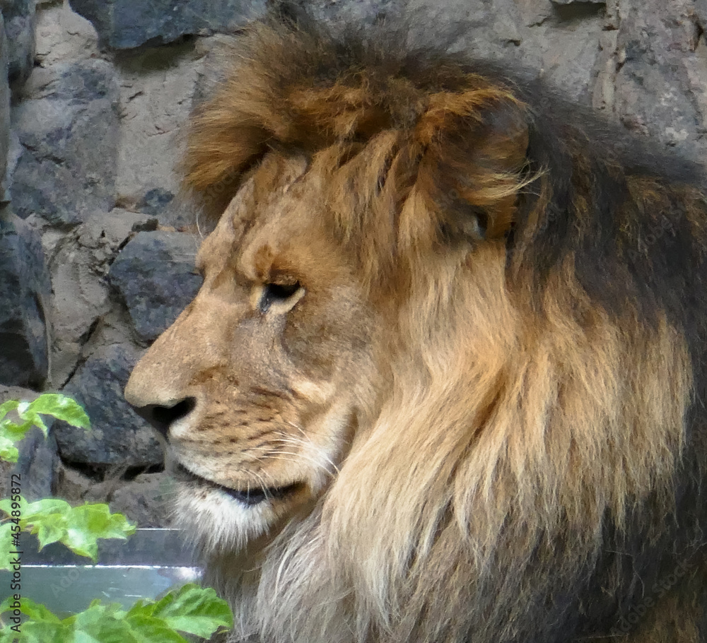 Wild African lion in nature.