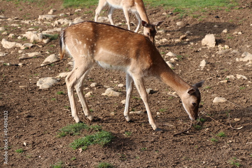Fototapeta Naklejka Na Ścianę i Meble -  deer in close up