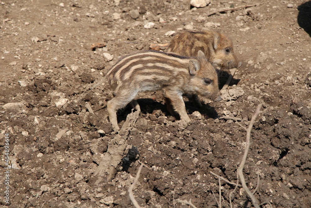 wild boar wild boar