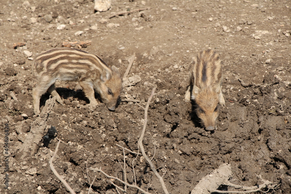 wild boar wild boar