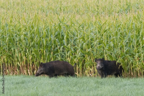 Two wild boars near corn field photo
