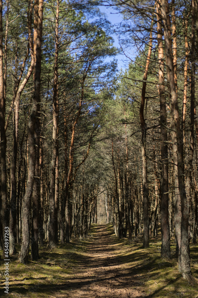 Fototapeta premium The Dancing Forest. Pine forest on the Curonian Spit. Unusually twisted trees. Drunken forests, the trees. Drunken pine trees in Russia, contorted into rings, spirals, and other loops and squiggles