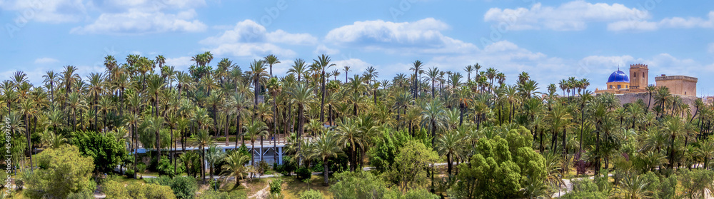 panoramic view of the Palmeral of Elche, the castle and Santa María basilica. located in the Valencian Community, Alicante, Elche, Spain