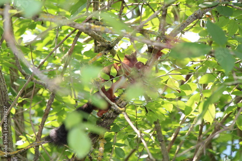 a squirrel in the forest