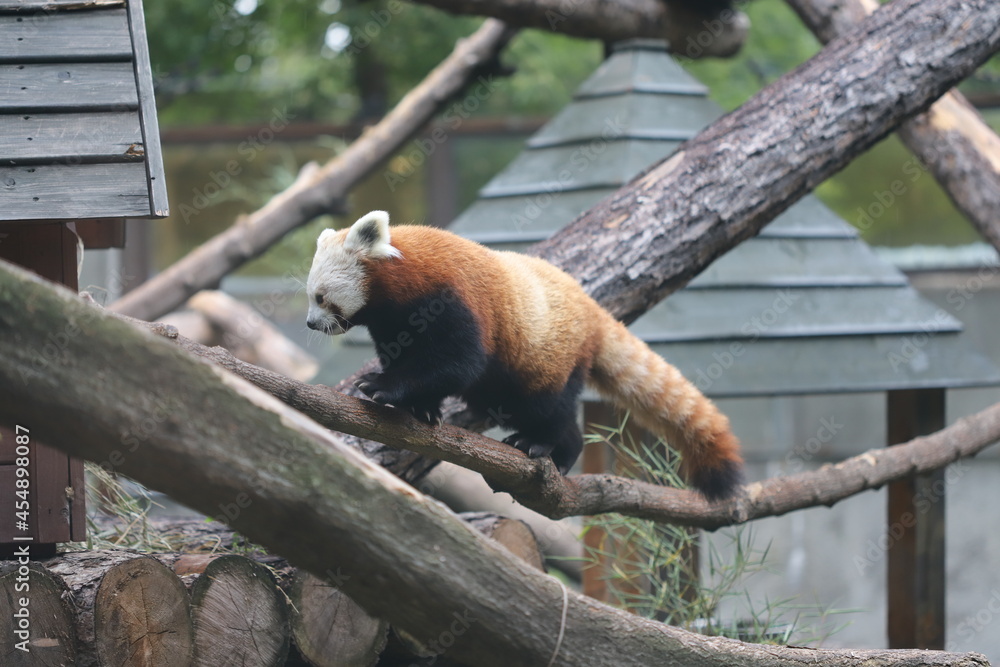 Fototapeta premium red panda in tree