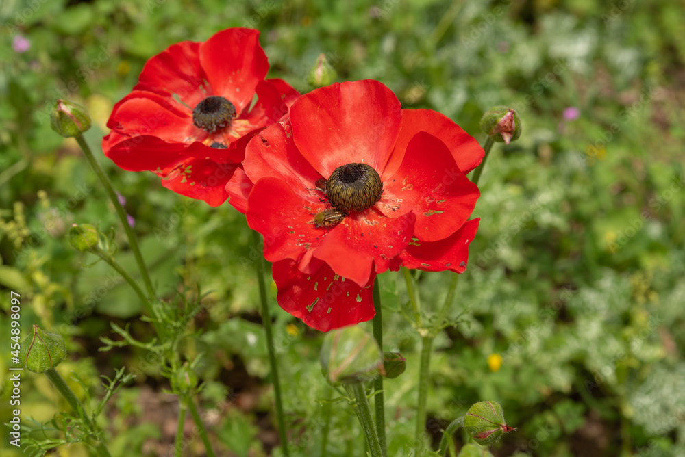 Beautiful red wild Anemones growing in wooded areas and open meadows in Israel
Beautiful red wild Anemones growing in wooded areas and open meadows in Israel