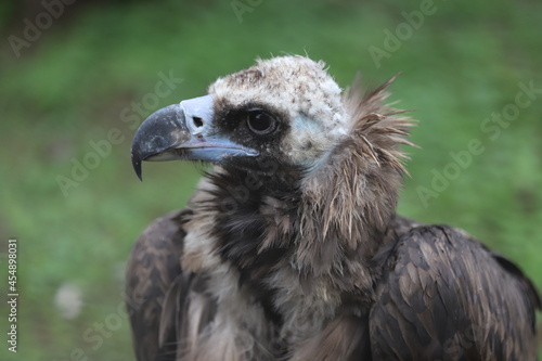 vulture