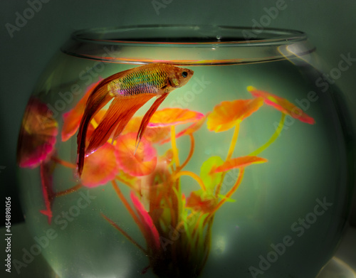 fish swimming in aquarium